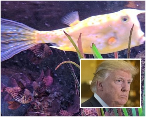 角箱魨鱼长得和美国总统特朗普十分相似。网图