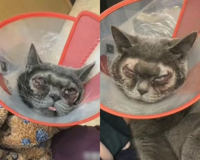 该只猫咪在接受割双眼皮手术后，双眼红肿，而且精神萎靡。网图