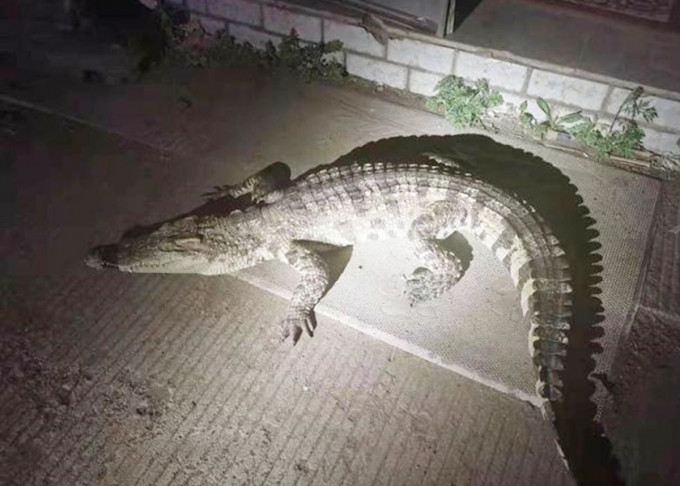 一條鱷魚日前在黑龍江一處民居外徘徊。網圖