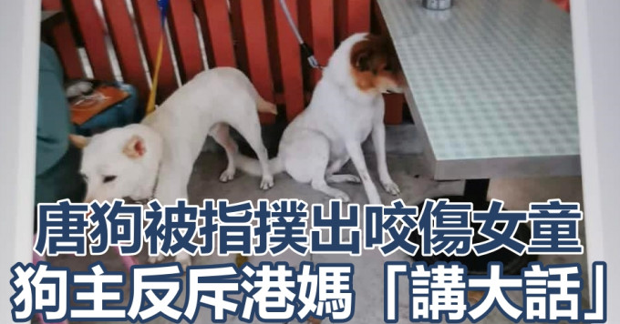 唐狗被指控撲出咬傷女童。網民Helena Chung FB圖片