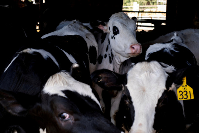 美國乳牛場爆發H5N1禽流感，出現第2宗牛傳人個案。路透社