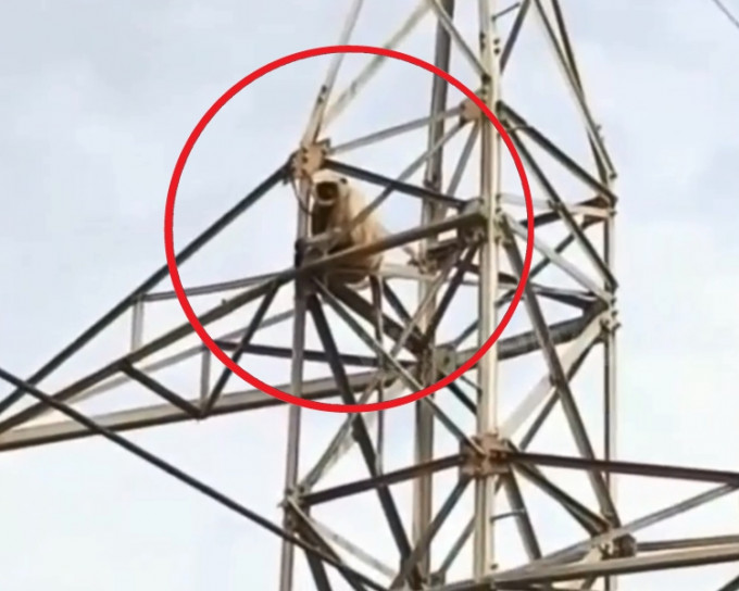 猴子攀上一座高壓電線塔後被困。網圖