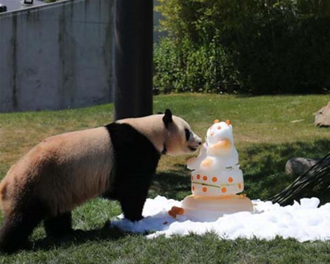 动物园送雪糕蛋糕为大熊猫饯行。网上图片
