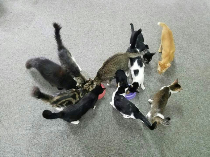 宠物店内收养了约10只流浪猫。依时宠物用品有限公司fb专页