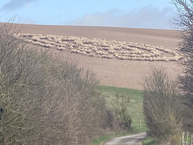 英国数百绵羊围成神秘巨大同心圆。FB图片
