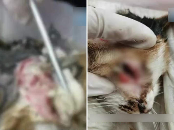 流浪貓遭挖左眼切去耳朵 ，寵物醫生表示傷口整齊疑施虐者為醫學生或懂醫的人。