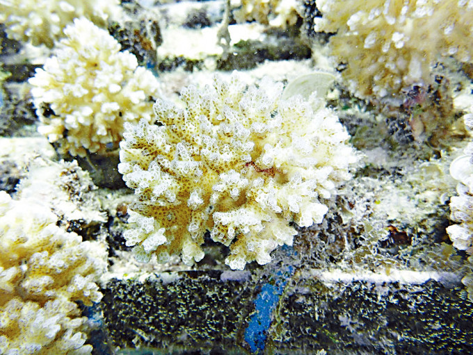 於法屬玻里尼西亞茉莉亞島海底底棲生物研究養殖場的細支鹿角珊瑚。
