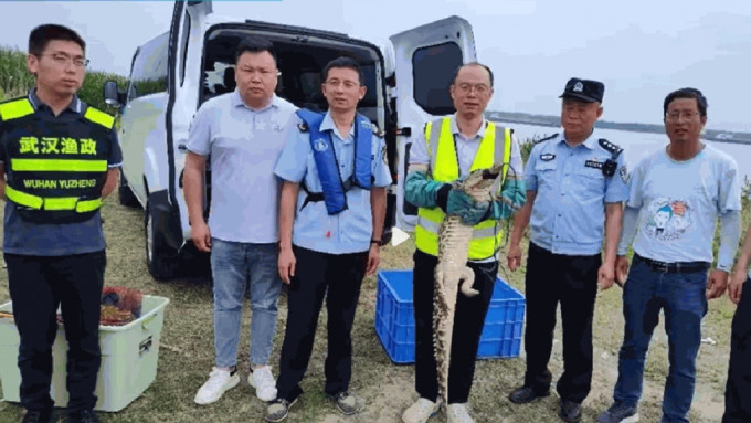 武汉当局成功捕获3条鳄鱼。网络图片