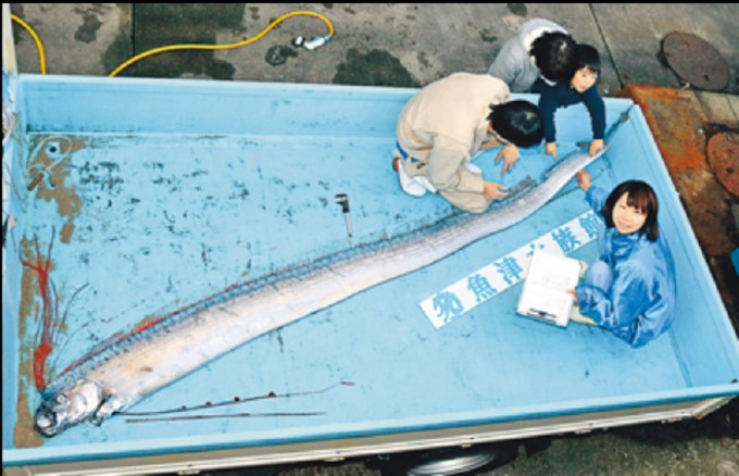 皇带鱼随后被送往邻近的鱼津水族馆进行研究。网上图片