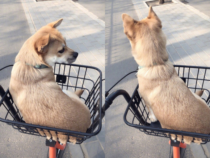 隻狗狗真係好乖，一直安坐在單車籃裡面。