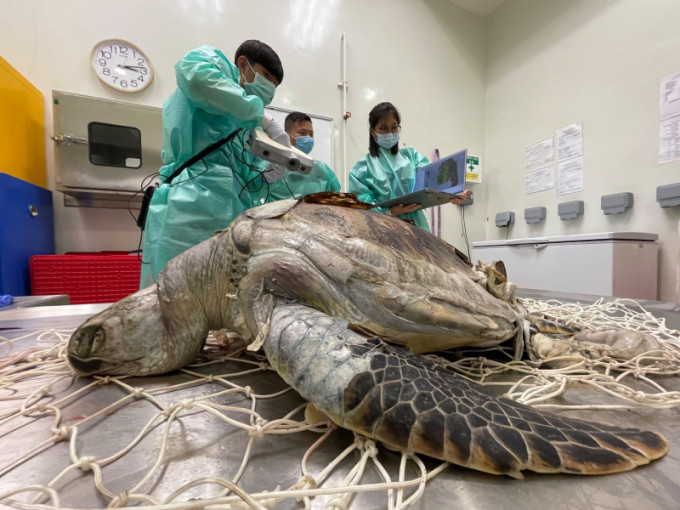 該隻雌性綠海龜全長大約80厘米，為未成年個體。城大海洋動物影像解剖研究組FB