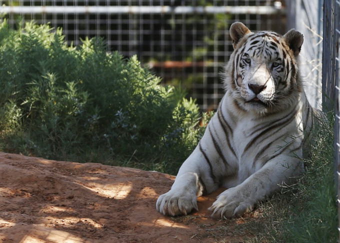 执法人员充公俄克拉荷马州动物园68只狮子老虎等猛兽。AP图
