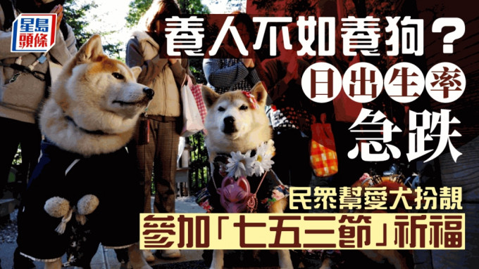 狗狗穿和服到神社參加七五三儀式。 路透社