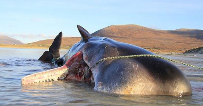 抹香鲸伏尸苏格兰哈里斯岛。网图
