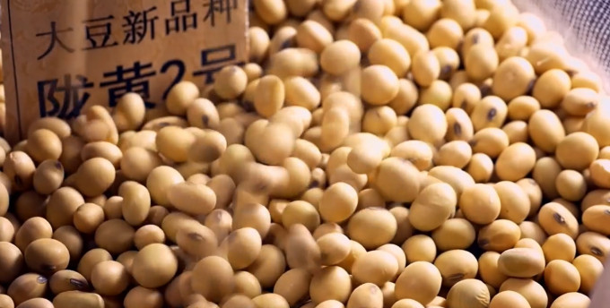 林汉明与内地合作研发出耐盐抗旱大豆。影片截图