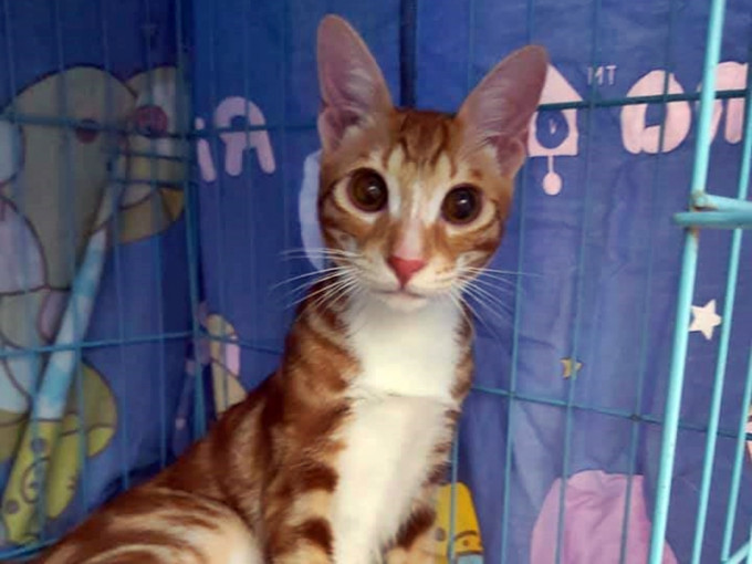 被退養的貓貓「薑蒜蓉」。「香港群貓會」Facebook圖片