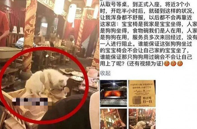 一间火锅店有小狗舔著碗中的食物，但没有侍应阻止。 网上图片