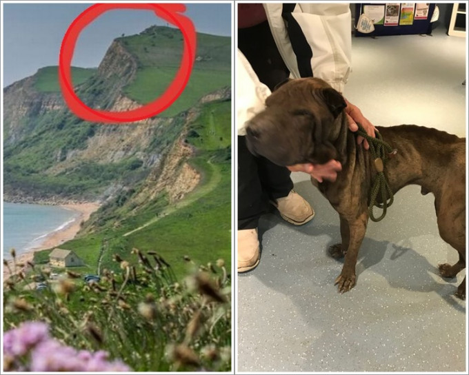 沙皮狗意外堕下168米深悬崖。图：RSPCA
