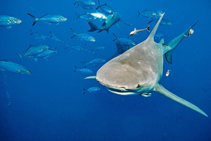 美国佛州对开海域游弋的一条柠檬鲨（属受保护的真鲨科）。