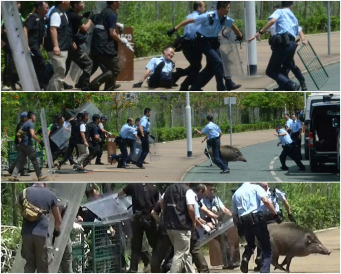 警員及到場的漁護署人員合力圍捕野豬。
