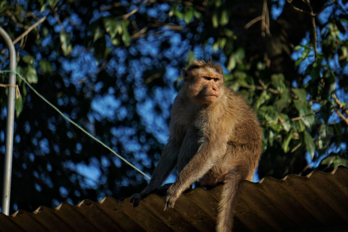 北京有研究指猴子首次感染新冠肺炎28天後，出現抗體短期免疫。 Unsplash圖片/示意圖