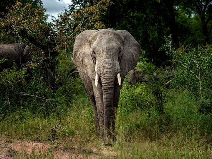 盗猎者被南非大象活活踩死。AP资料图片