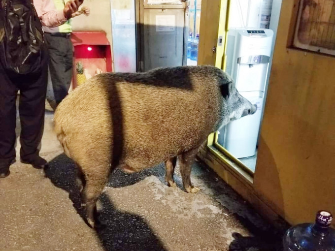 一只野猪现身坚尼地城巴士总站。「西环变幻时」facebook图片