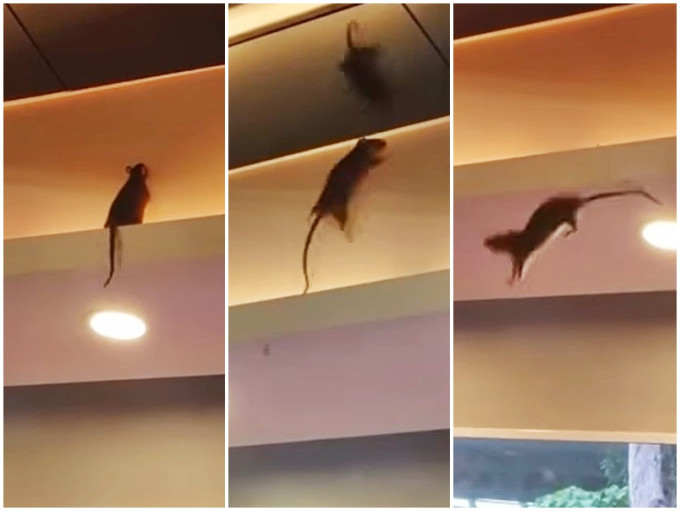 有網民在酒樓發現天花橫樑出現一隻巨大老鼠爬跳，之後更因重心不穩而掉落用膳區。「巴打絲打 Facebook Club」影片截圖