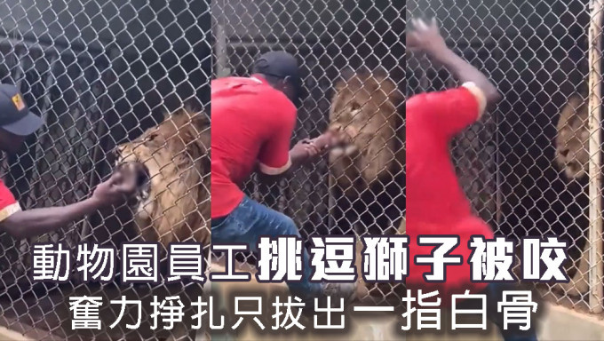 动物园员工挑逗狮子被咬，奋力拔出手指只剩白骨。