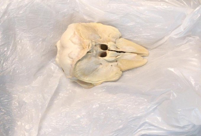 检获的江豚头骨。渔农自然护理署提供