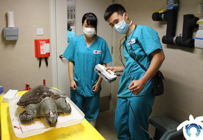 城市大學臨床動物醫學系同海洋污染國家重點實驗室協助漁護署處理兩隻海龜屍體。