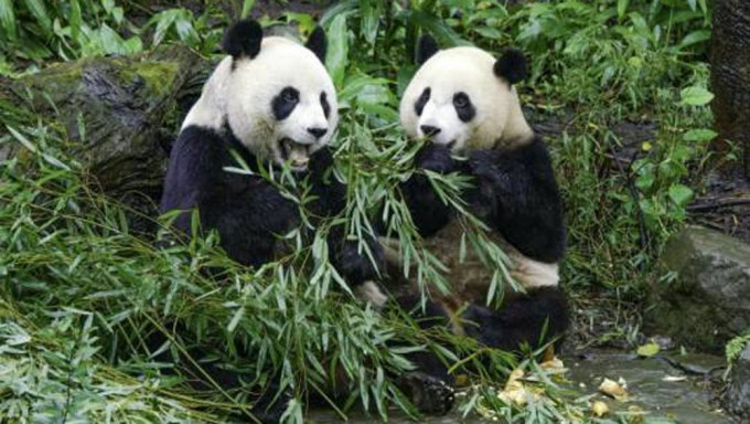 台北動物園大熊貓姊妹體重超標，園方啟動減肥計畫。