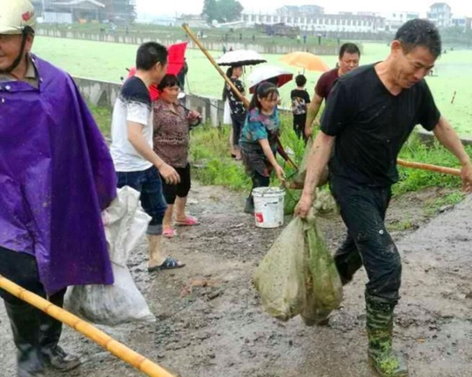 河水暴漲有村民乘機到河道捉魚。