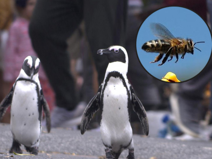 南非63隻企鵝離奇暴斃，專家揭兇手竟是蜜蜂。ap/reuters圖片