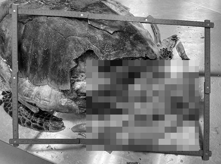 綠海龜背甲同腹部都有被船隻撞擊的明顯傷痕。城大海洋動物影像解剖研究組FB