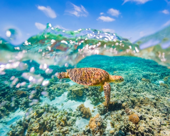大堡礁因全球暖化，面临著严重的珊瑚白化威胁。网图