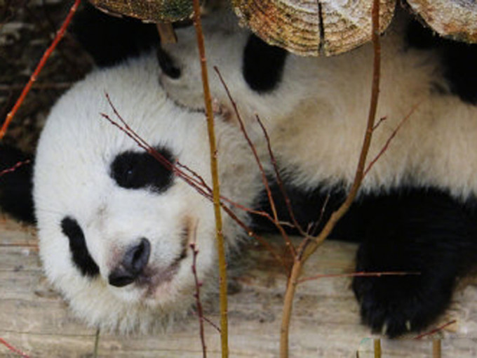 首对海外出生大熊猫龙凤胎回国。(网图)