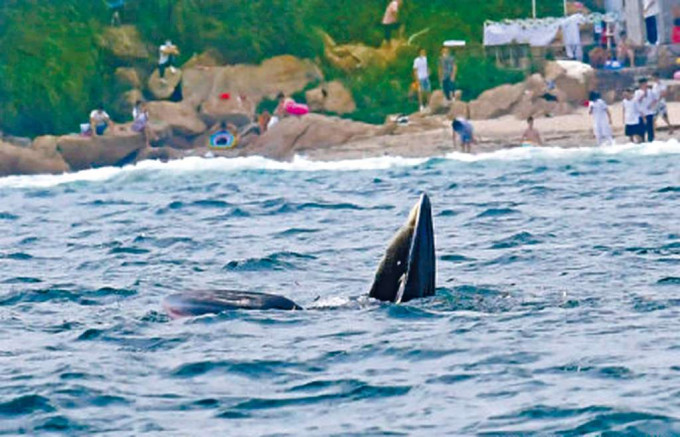 ■深圳網友拍到鯨魚出現在大鵬灣岸邊。