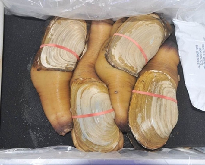 深圳海关检获742公斤象拔蚌。