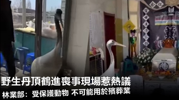 日前辽宁一户人家为先人办理后事时，一只丹顶鹤进入现场引发了热烈讨论，林业部门也作出解释。网上影片截图