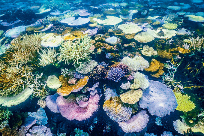 澳洲大堡礁蜥蜴島的白化珊瑚和死珊瑚。