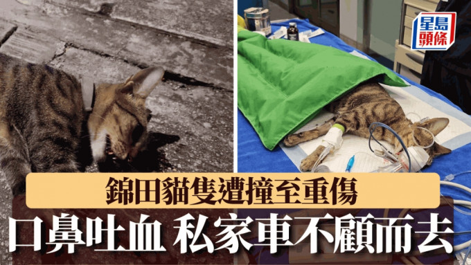 锦田公路近石岗菜站，一只猫女被私家车撞倒，口鼻吐血，私家车事后不顾而去。《毛守救援》图片