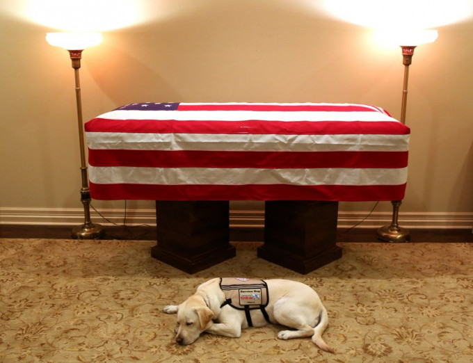 拉布拉多服务犬萨利（Sully），在覆盖了美国国旗的老布殊灵柩前面伏下。网图