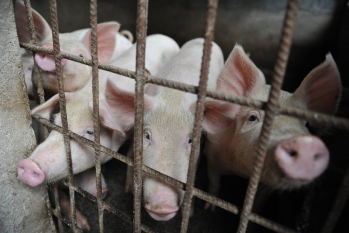 菲律宾因应爆发非洲猪瘟进入为期一年的国家灾难状态。AP资料图片