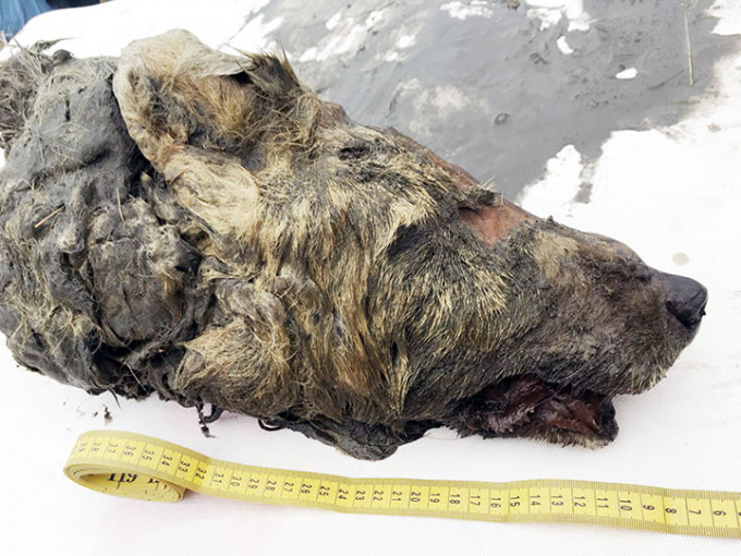 西伯利亚发现野狼头骨。网图