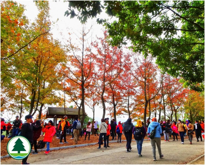 現場圖片顯示，楓香林被染紅了。網圖