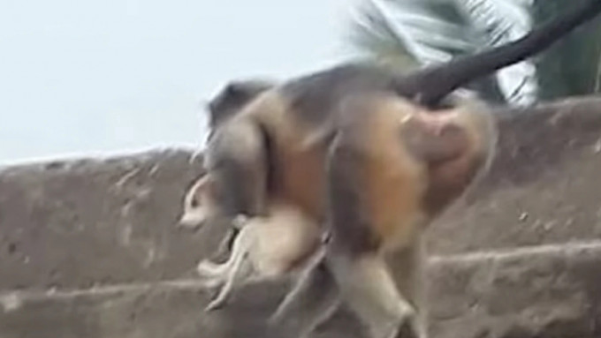 有猴子將狗隻擄至高處再將其摔死。（網上圖片）