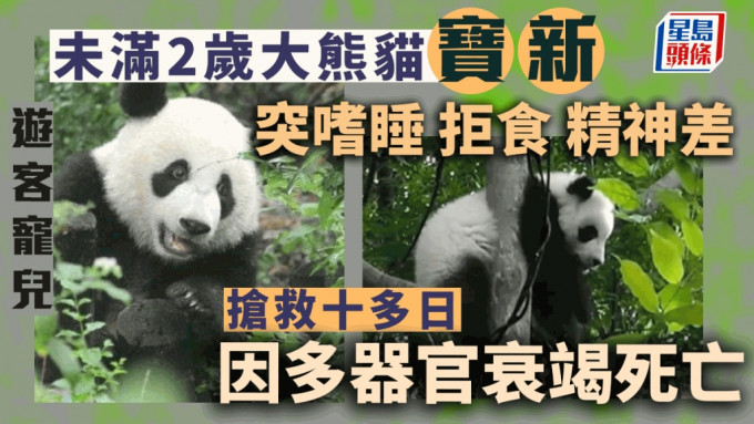 官方证实大熊猫「宝新」已离世 。