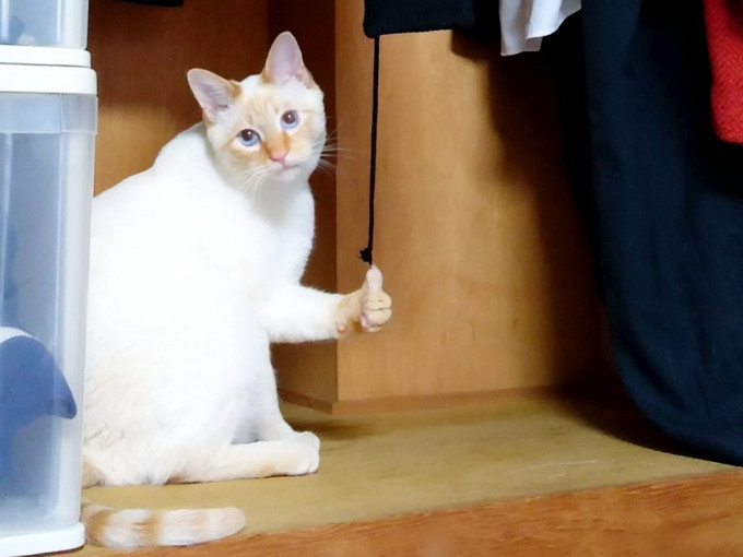 日本有家貓搗亂過後，竟做出「俾LIKE」動作，令人哭笑不得。（網圖）