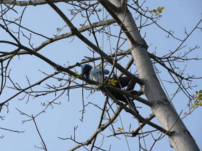 从业员攀树到了树顶，能看到不同美景。政府新闻网